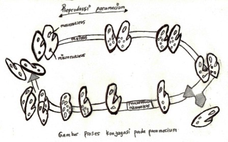 Reproduksi paramecium